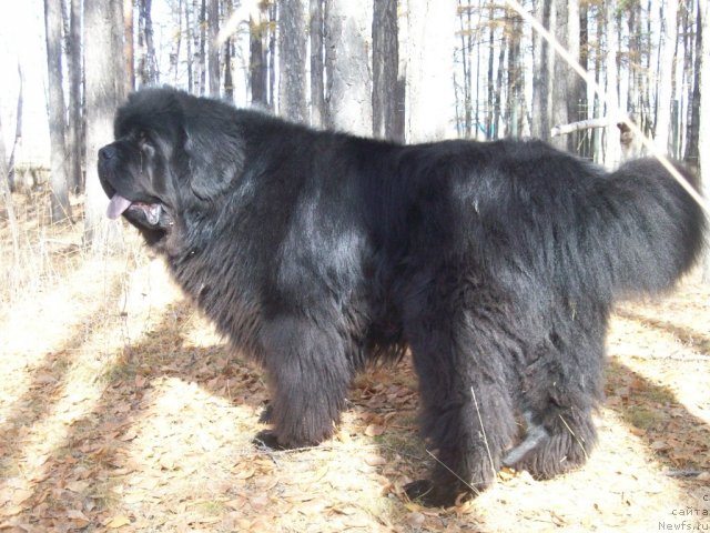Фото: ньюфаундленд Карат из Медвежьего Яра (Karat iz Medvejyego Yara)