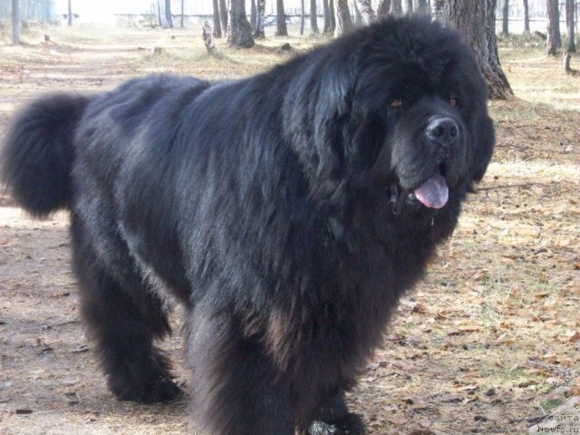 Фото: ньюфаундленд Карат из Медвежьего Яра (Karat iz Medvejyego Yara)