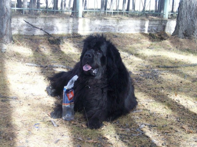 Фото: ньюфаундленд Ярада из Сибирской Глубинки (Yarada iz Sibirskoy Glubinki)