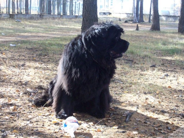 Фото: ньюфаундленд Ярада из Сибирской Глубинки (Yarada iz Sibirskoy Glubinki)