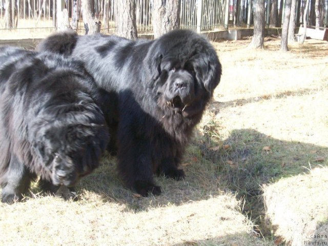 Фото: ньюфаундленд Карат из Медвежьего Яра (Karat iz Medvejyego Yara), ньюфаундленд Ярада из Сибирской Глубинки (Yarada iz Sibirskoy Glubinki)
