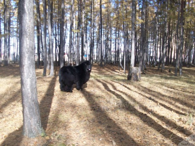 Фото: ньюфаундленд Ярада из Сибирской Глубинки (Yarada iz Sibirskoy Glubinki)