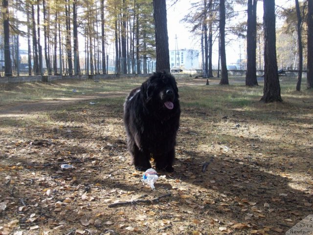 Фото: ньюфаундленд Ярада из Сибирской Глубинки (Yarada iz Sibirskoy Glubinki)