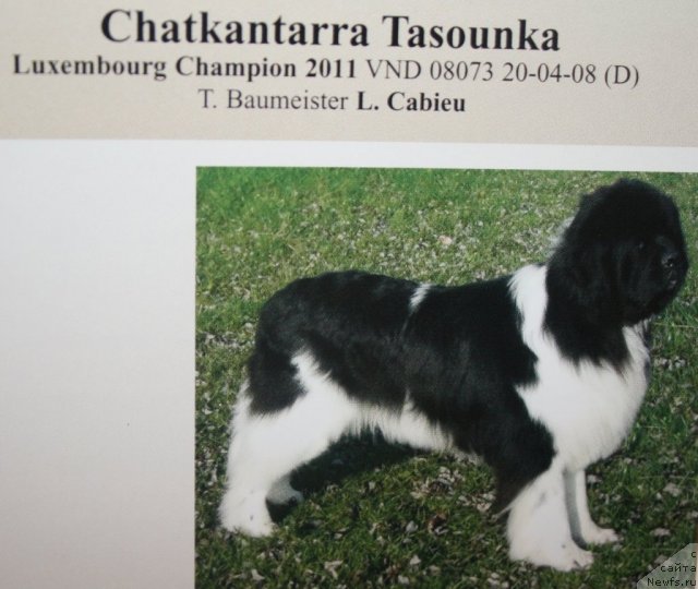 Фото: Chatkantarra Tasounka