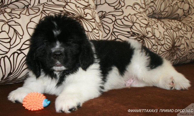 Фото: ньюфаундленд Фиаметтахауз Примо Орсо Нео