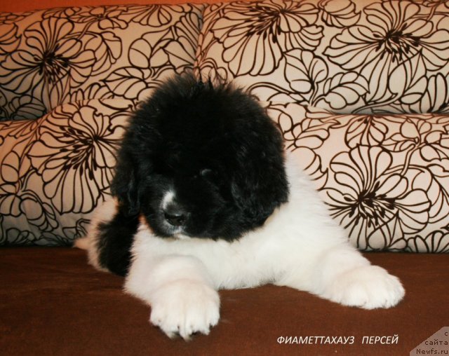 Фото: ньюфаундленд Фиаметтахауз Персей