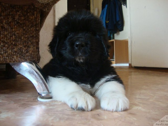 Фото: ньюфаундленд Фиаметтахауз Принцесс Бьюти