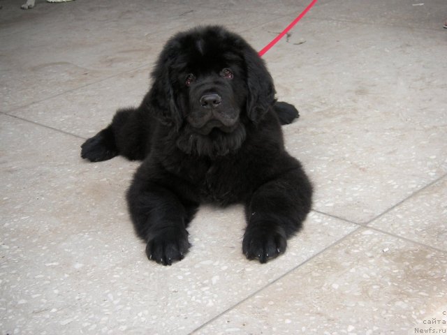 Фото: ньюфаундленд Дайк Морской Дракон