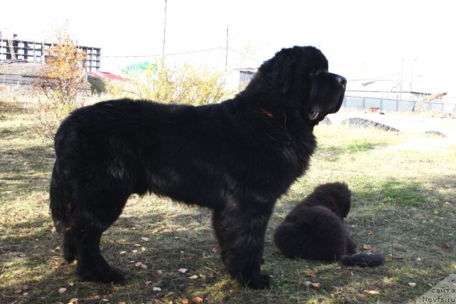 Фото: ньюфаундленд Бегущая по Волнам Зеро Коол