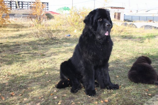 Фото: ньюфаундленд Бегущая по Волнам Зеро Коол