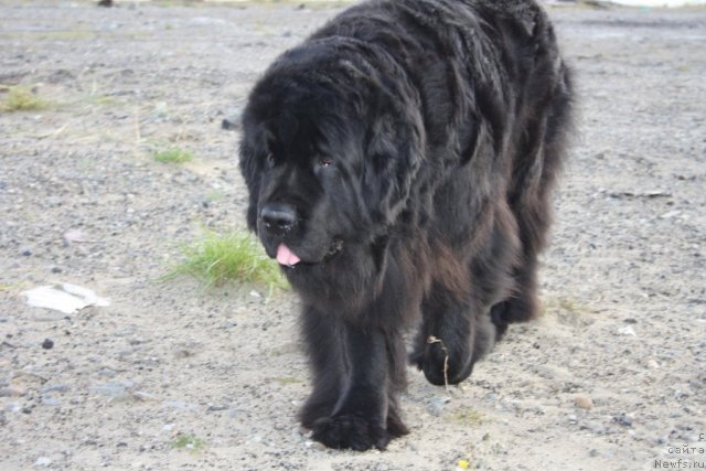 Фотография № 106340