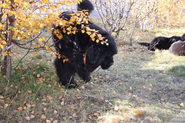 Фотография № 106341