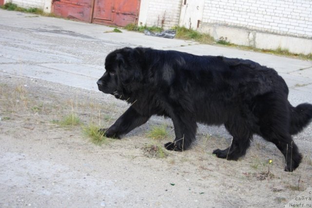 Фотография № 106345