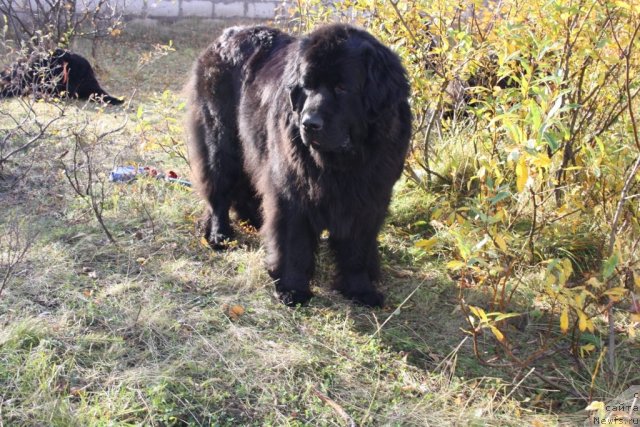 Фото: ньюфаундленд Глория Гранд Блек