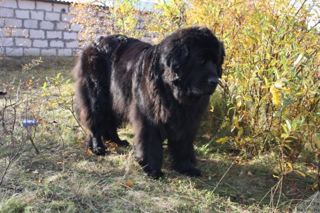 Фотография № 106347