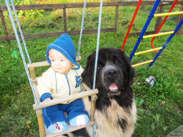 Фото: ньюфаундленд Супер Бизон Екатеринбург (Super Bizon Ekaterinburg), Роман Алексеевич