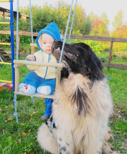 Фото: ньюфаундленд Супер Бизон Екатеринбург (Super Bizon Ekaterinburg), Роман Алексеевич