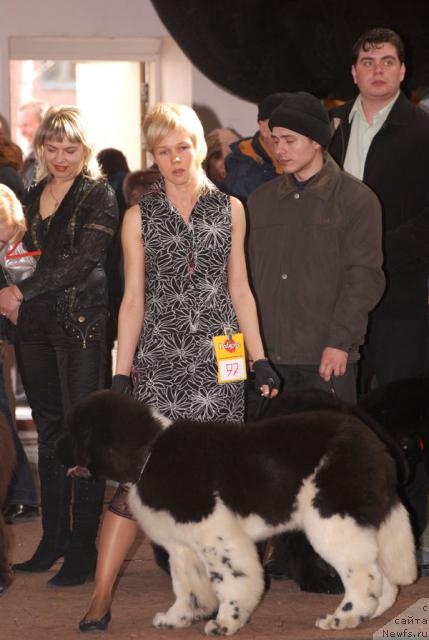 Фото: ньюфаундленд Eros Faundland