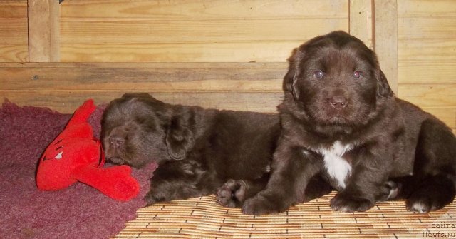 Фото: ньюфаундленд Акватория Келвин Хеппи Дель Валле Ларго (Aquatoriya Kelvin Happy Del Valle Largo), ньюфаундленд Акватория Келвин Хизер Хани (Aquatoriya Kelvin Heather Honey)