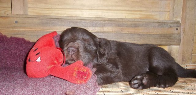 Фотография № 106373