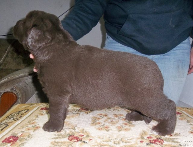 Фотография № 106376