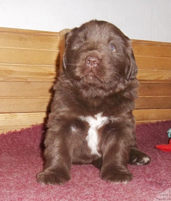 Фото: ньюфаундленд Акватория Келвин Хизер Хани (Aquatoriya Kelvin Heather Honey)