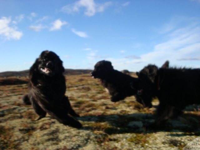 Фото: ньюфаундленд Абигаль Бомонд, ньюфаундленд Питерньюф Нота Бене (Piternyuf Nota Bene), ньюфаундленд Уютная Долина Бьютифул Стар Фаворит