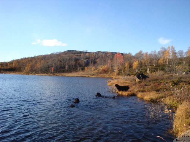 Фото: ньюфаундленд Абигаль Бомонд, ньюфаундленд Питерньюф Нота Бене (Piternyuf Nota Bene), ньюфаундленд Уютная Долина Бьютифул Стар Фаворит