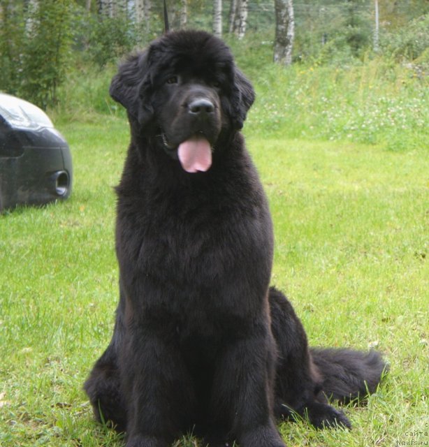 Фото: ньюфаундленд Смигар Грейт Саксэс