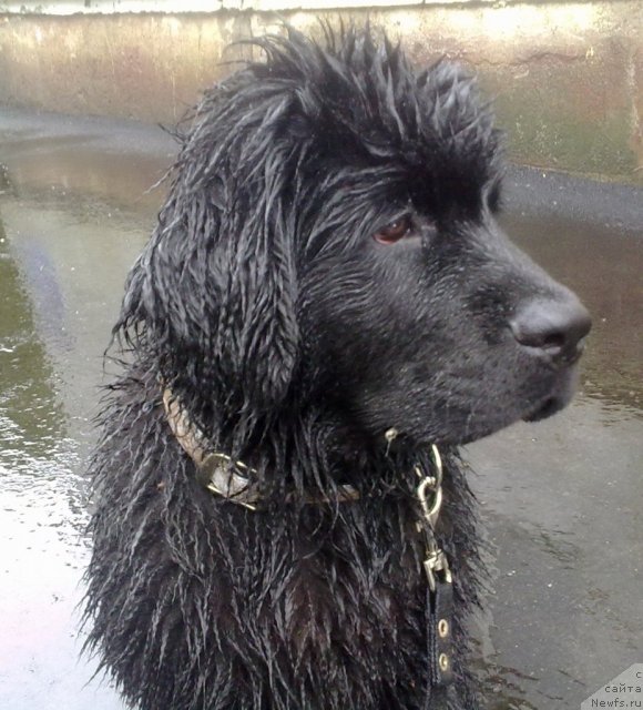 Фото: ньюфаундленд Би Перфект Аскер