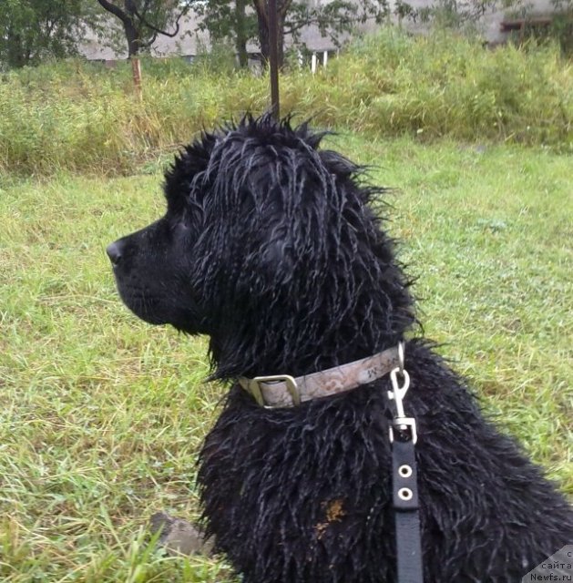 Фотография № 106385