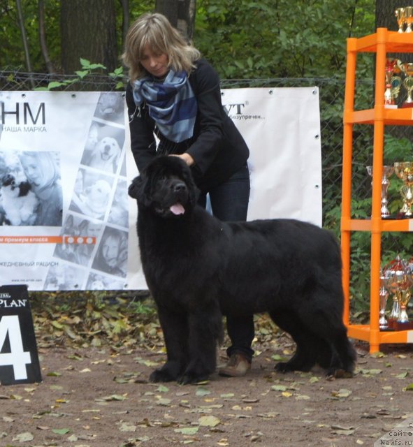 Фото: ньюфаундленд Смигар Грейт Саксэс