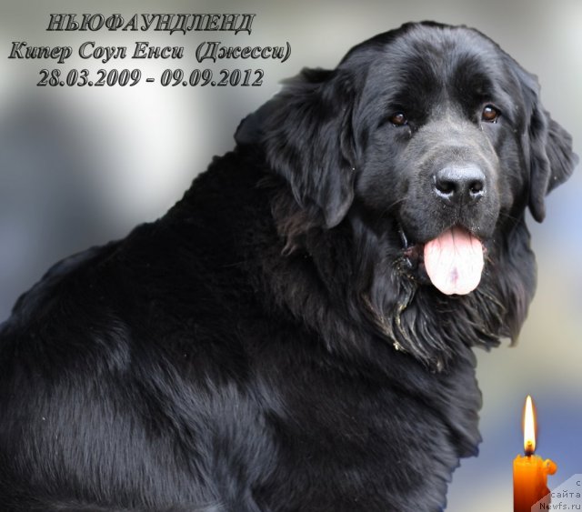 Фото: ньюфаундленд Кипер Соул Енси