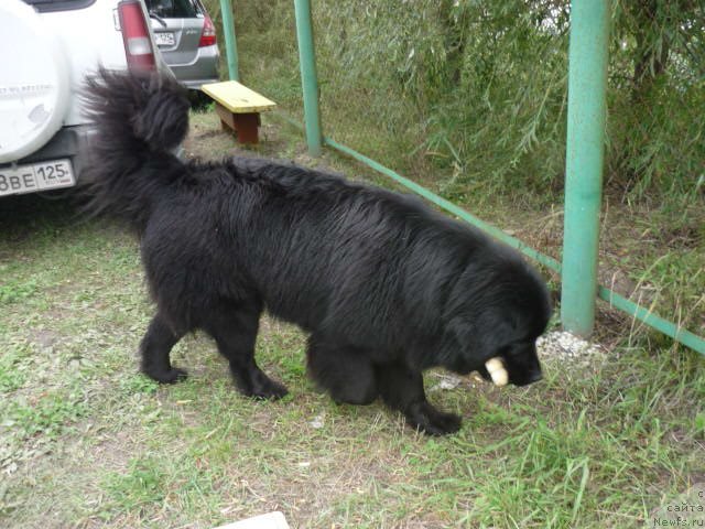 Фото: ньюфаундленд Несси Блэк с  Лесной Заимки
