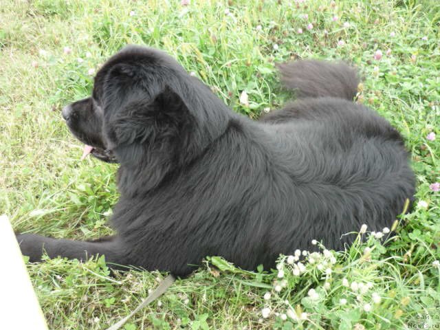 Фото: ньюфаундленд Несси Блэк с  Лесной Заимки