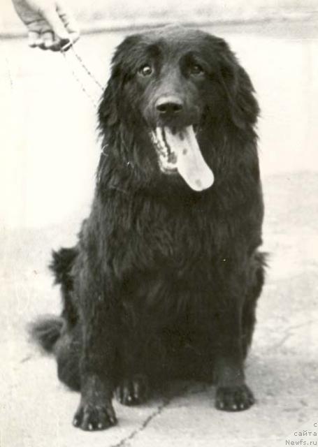 Фото: ньюфаундленд Флёр