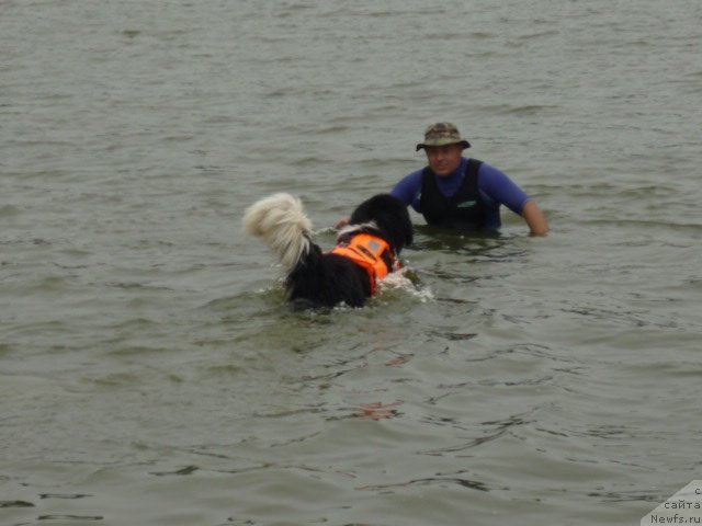 Фото: ньюфаундленд Супер Премиум Занзибар