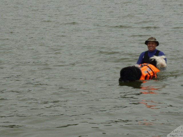 Фото: ньюфаундленд Супер Премиум Занзибар