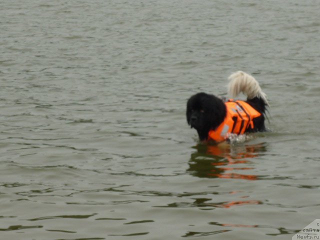 Фото: ньюфаундленд Супер Премиум Занзибар