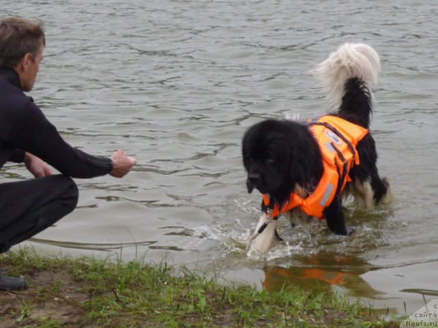 Фото: ньюфаундленд Супер Премиум Занзибар