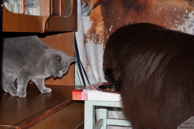 Фото: ньюфаундленд Обуш Шед Янтарный Поцелуй, Cinnamon Cake Danis Devito