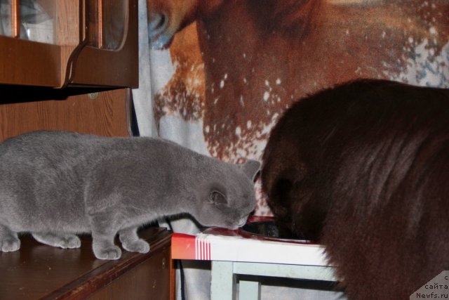 Фото: ньюфаундленд Обуш Шед Янтарный Поцелуй, Cinnamon Cake Danis Devito