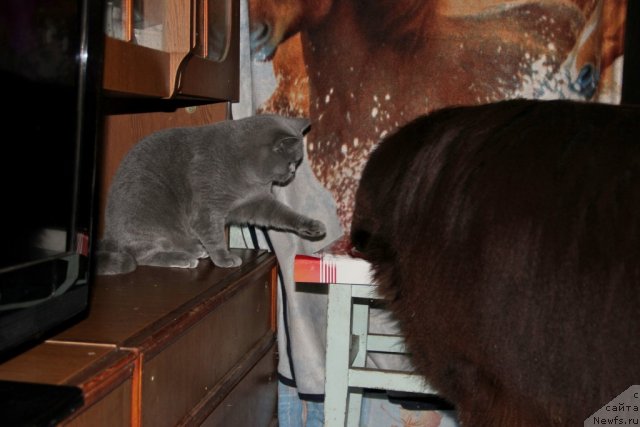 Фото: ньюфаундленд Обуш Шед Янтарный Поцелуй, Cinnamon Cake Danis Devito