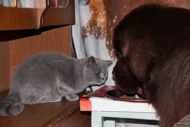 Фото: ньюфаундленд Обуш Шед Янтарный Поцелуй, Cinnamon Cake Danis Devito