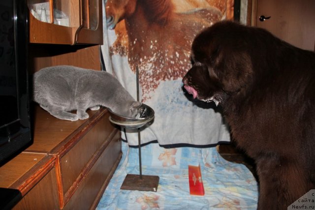 Фото: ньюфаундленд Обуш Шед Янтарный Поцелуй, Cinnamon Cake Danis Devito