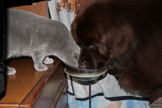 Фото: ньюфаундленд Обуш Шед Янтарный Поцелуй, Cinnamon Cake Danis Devito