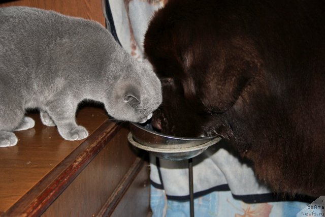 Фото: ньюфаундленд Обуш Шед Янтарный Поцелуй, Cinnamon Cake Danis Devito