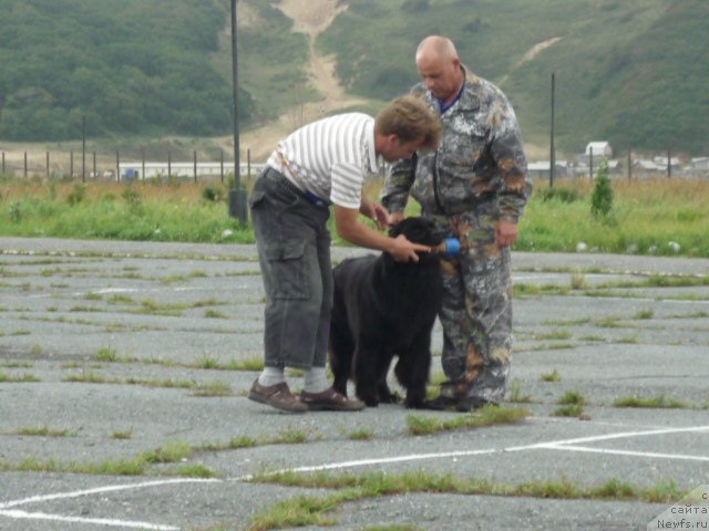 Фото: ньюфаундленд Несси Блэк с  Лесной Заимки, Александр Бурмистров