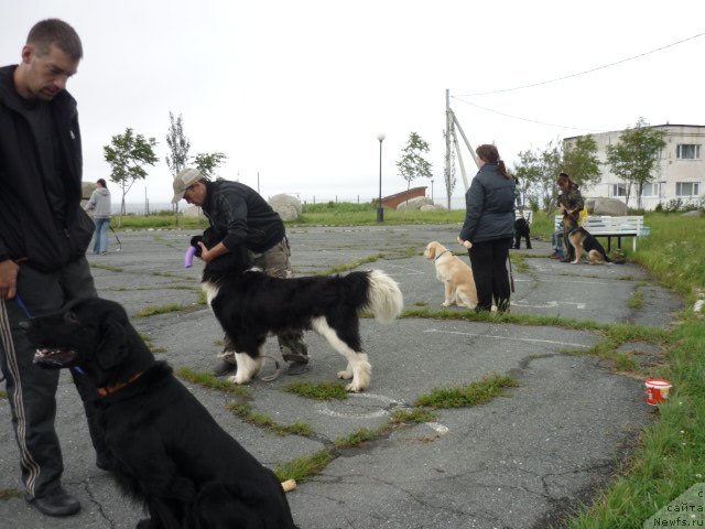 Фото: ньюфаундленд Супер Премиум Занзибар, Александр Голодняк