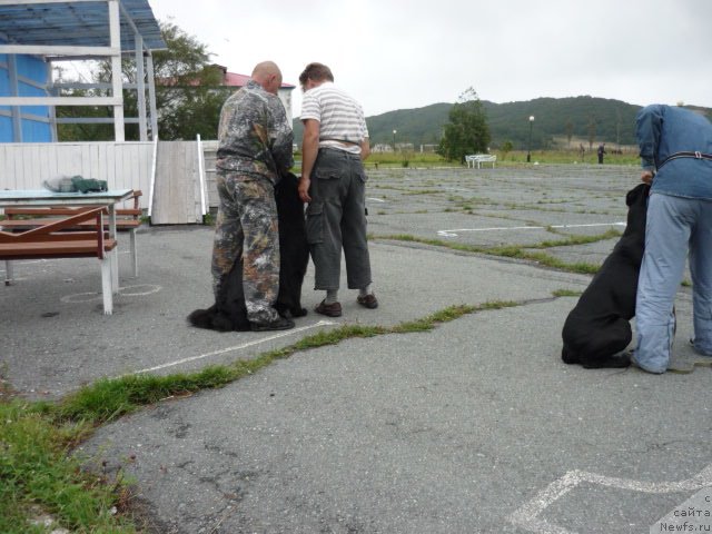Фото: ньюфаундленд Несси Блэк с  Лесной Заимки, Александр Бурмистров
